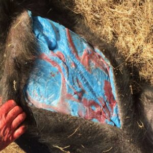 abdde mavi domuz alarmi yetkililer uyari ustune uyari yayimladi AKFdUtyj