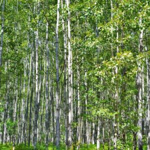 dmmden ormanlarin talan edildigi yonundeki iddialara yanit wj1CJIBy