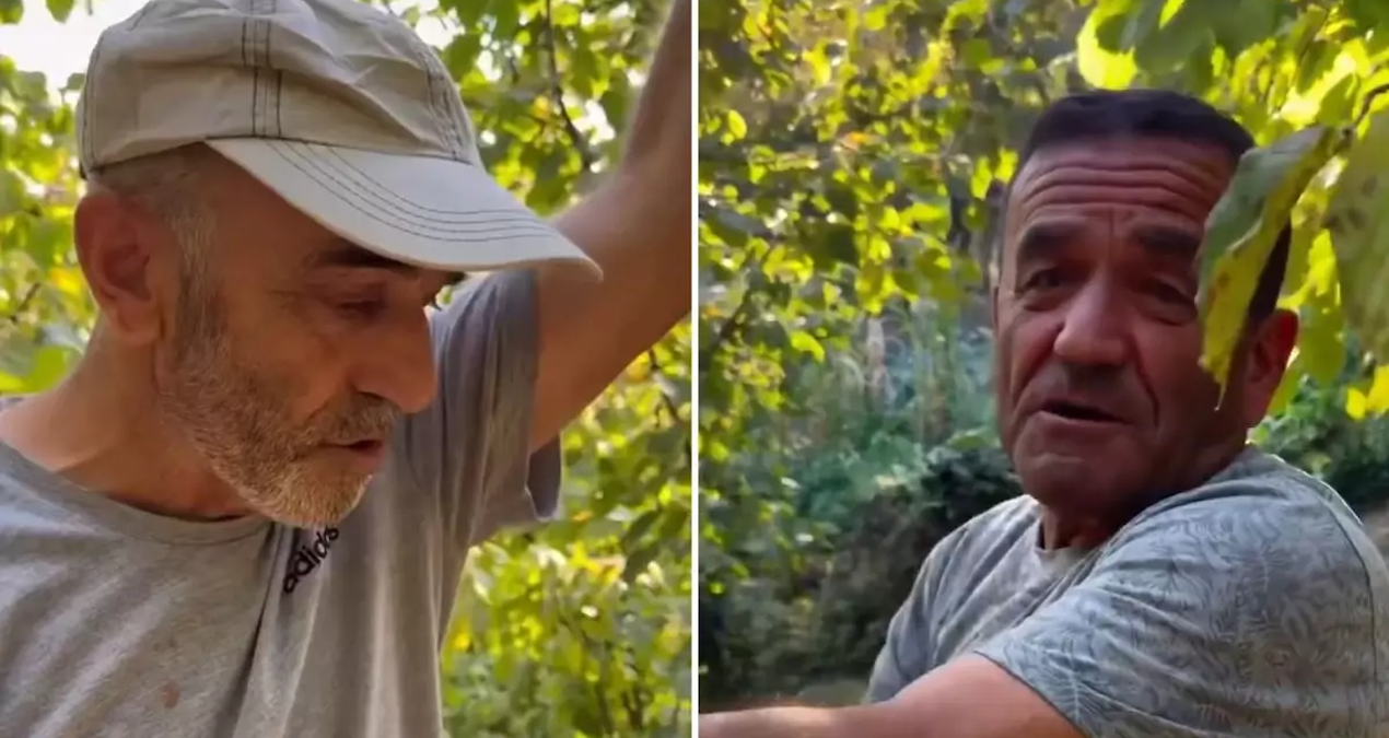 findik hasadi icin tarlaya inen ciftciler dumura ugradi ilk defa boyle bir sey goruyoruz He7T4s7c