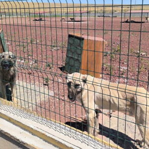 karsta hayvan barinagi skandali dem partiden aciklama bircok hayvan ac hasta ve susuz FpcXlzUW