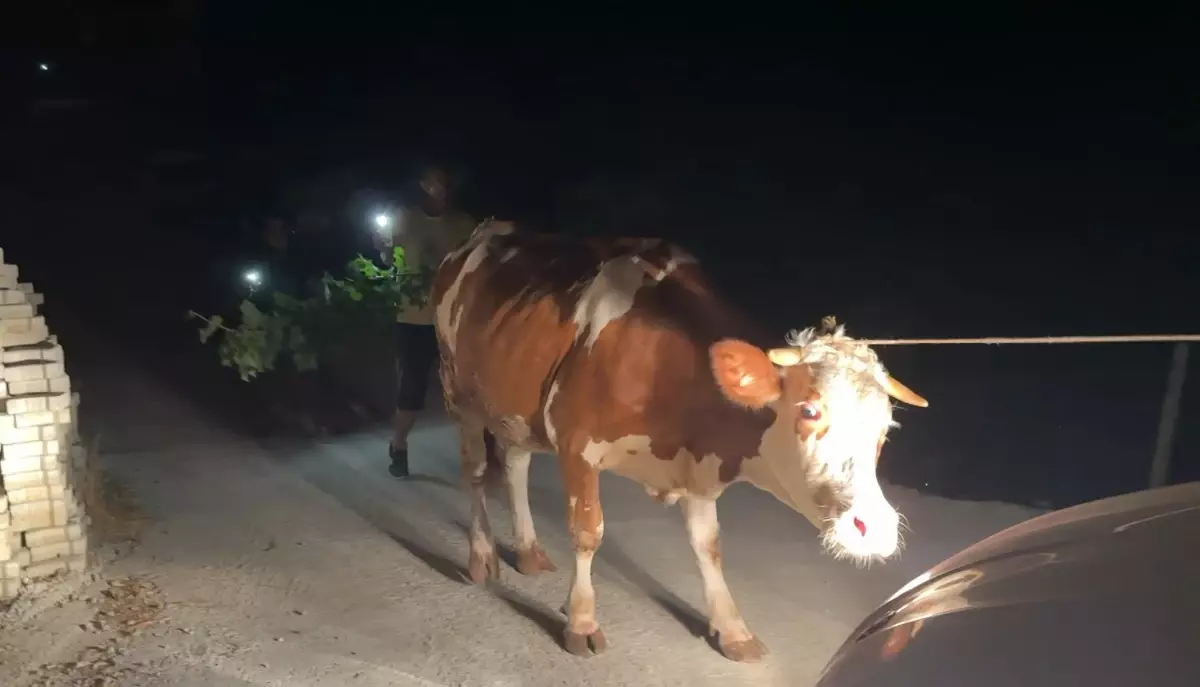 alanyada orman yangini yerlesimler tahliye edildi ENMTI2zU