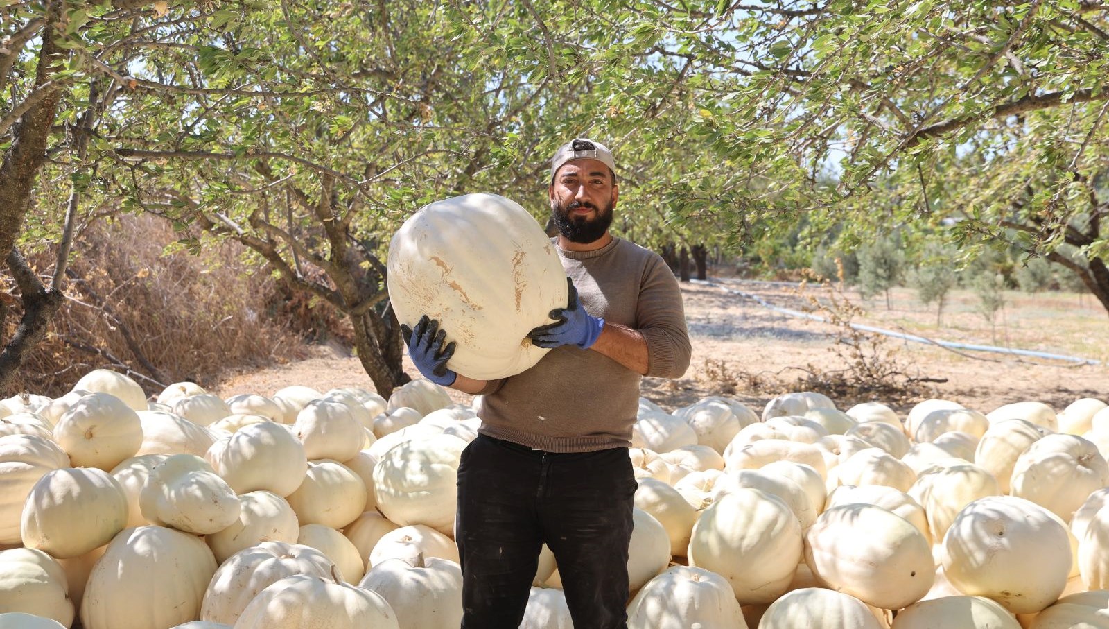 tescilli kabakta hasat basladi BDkKUNhA