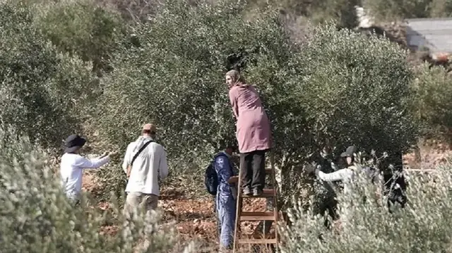 filistin topraklarini gasbeden israilliler bati seriada zeytin toplayan filistinlileri hedef aliyor mGpJ8iZF.webp