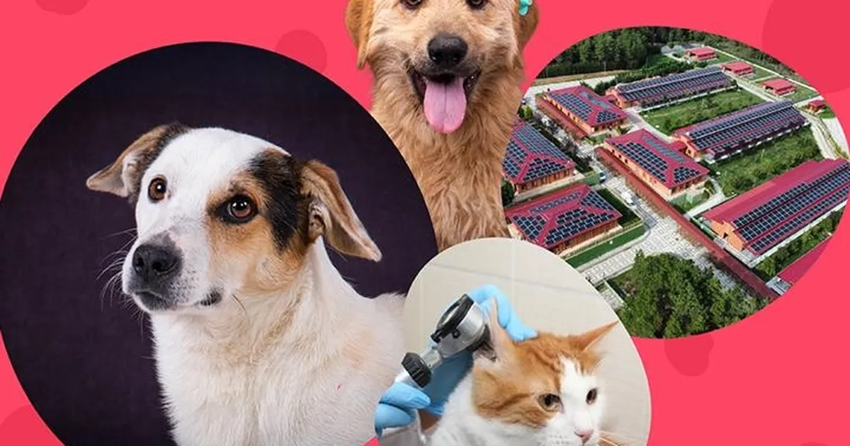 istanbul vakfindan can dostlara destek cagrisi mFFZkg31