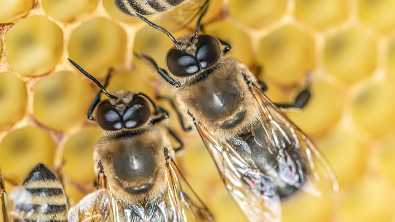 erkek arilar ciftlesme sirasinda neden patlayarak oluyor AXiYfRjw.jpg