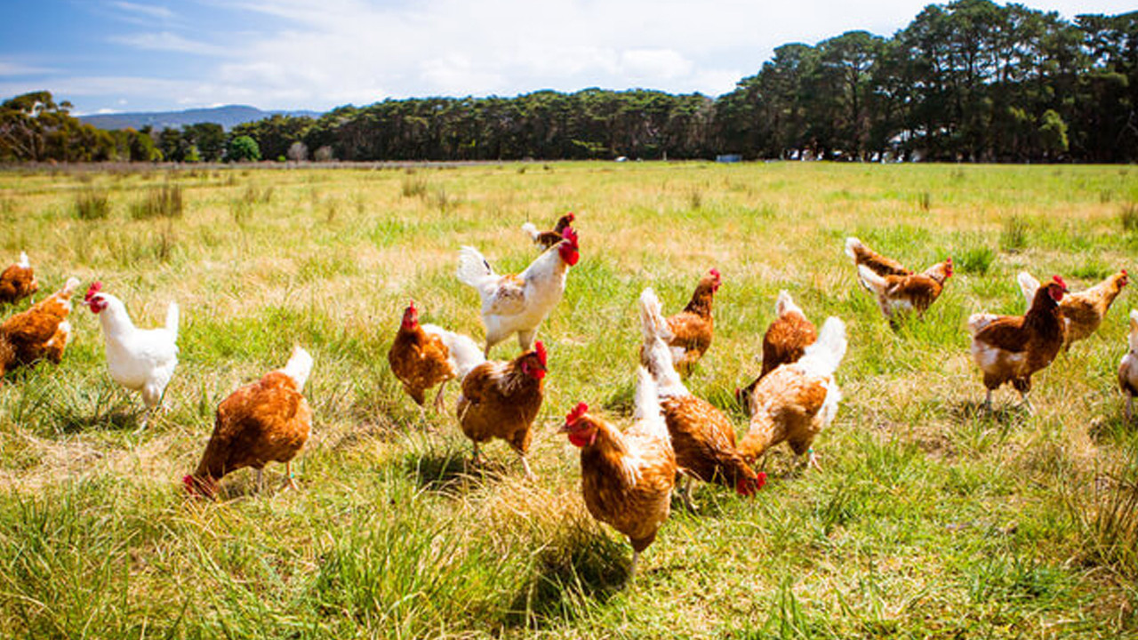 Beyaz Et ve Yumurtada Aylık Üretim Düşüşü Gözlemlendi