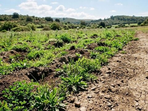 500 tanesini dogaya biraktilar her seyi tam tersine cevirdi 1lyOIBVQ